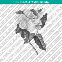 Classic Vintage Printable Wall Art Hand Drawn Painting Botanical Flower Magnolia Plant Digital Download