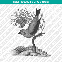 Retro Classic Vintage Printable Wall Art Watercolor Painting Botanical Pine Tree And Bird Plant