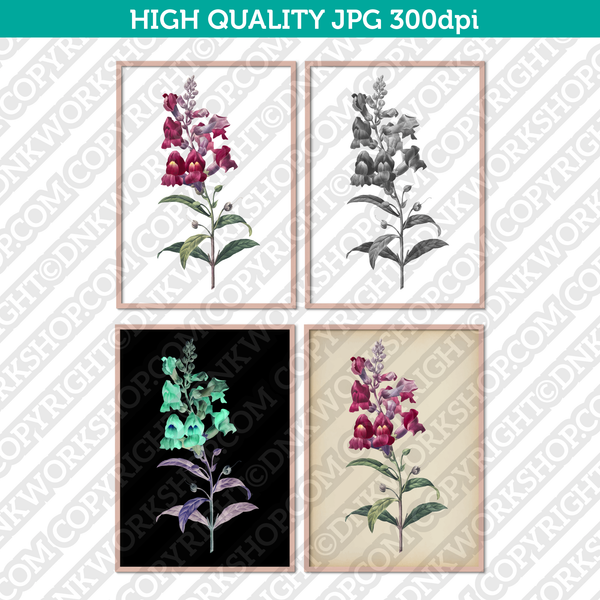 Classic Vintage Printable Wall Art Hand Drawn Painting Botanical Anterinum Flower Plant Digital Download