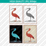 Retro Classic Vintage Printable Wall Art Watercolor Painting Animal Scarlet Ibis Bird Digital Download