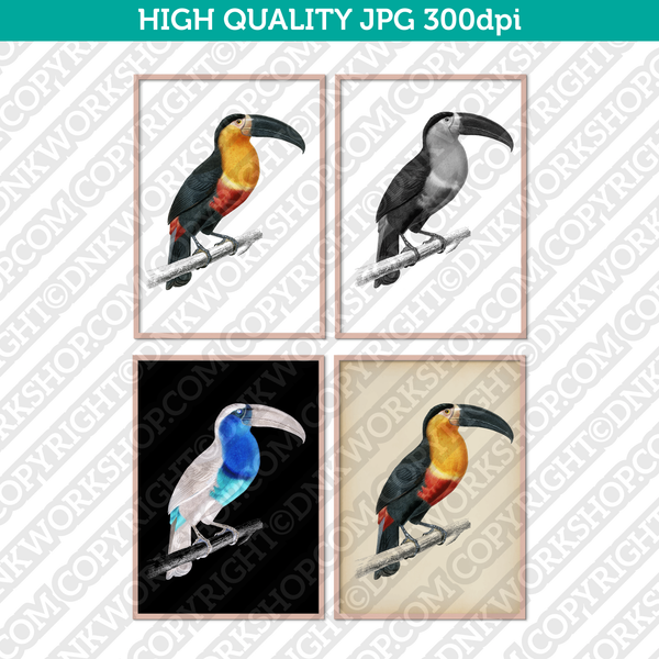 Retro Classic Vintage Printable Wall Art Watercolor Painting Animal Toucan Bird