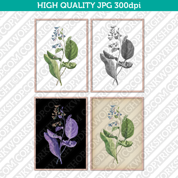 Classic Vintage Retro Printable Wall Art Painting Botanical Flower Lungworts Plant Digital Download
