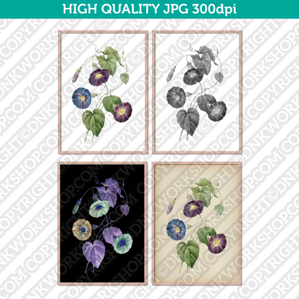 Classic Vintage Retro Printable Wall Art Painting Botanical Flower Star Morning Glory Plant Digital Download