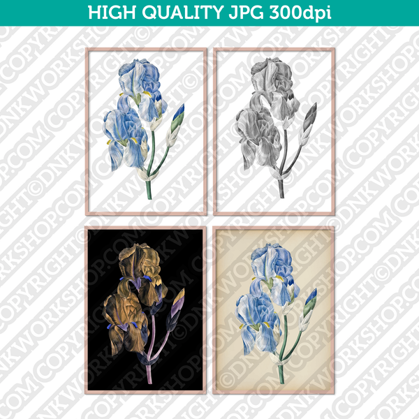 Retro Classic Vintage Printable Wall Art Watercolor Painting Botanical Iris Pallida Flower Plant