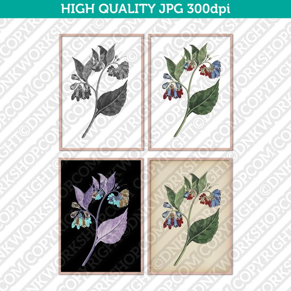 Retro Classic Vintage Printable Wall Art Watercolor Painting Botanical Symphytum Asperum Flower Plant