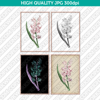 Retro Classic Vintage Printable Art Watercolor Painting Botanical Flower Pink Hyacinth Plant