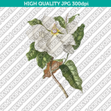 Classic Vintage Printable Wall Art Hand Drawn Painting Botanical Flower Magnolia Plant Digital Download