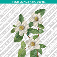 Classic Vintage Printable Wall Art Hand Drawn Painting Botanical Flower Pacific Dogwood Digital Download