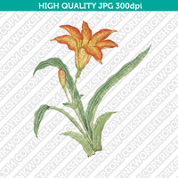 Classic Vintage Printable Wall Art Hand Drawn Watercolor Painting Botanical Tritonia Flower
