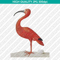Retro Classic Vintage Printable Wall Art Watercolor Painting Animal Scarlet Ibis Bird Digital Download