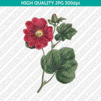 Retro Classic Vintage Printable Wall Art Watercolor Painting Botanical Alcea Rosea Hollyhock Flower Plant