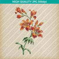 Retro Classic Vintage Retro Printable Wall Art Watercolor Painting Botanical Flower Orange Lily Plant