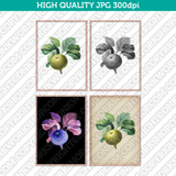 Retro Classic Vintage Printable Wall Art Watercolor Painting Botanical Flower Green Apples With Leaves Plant