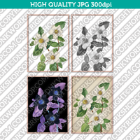 Classic Vintage Printable Wall Art Hand Drawn Painting Botanical Flower Pacific Dogwood Digital Download