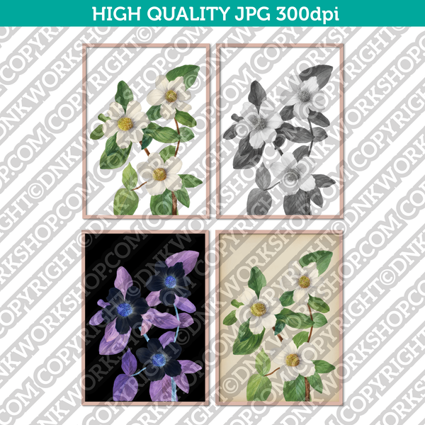 Classic Vintage Printable Wall Art Hand Drawn Painting Botanical Flower Pacific Dogwood Digital Download