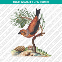 Retro Classic Vintage Printable Wall Art Watercolor Painting Botanical Pine Tree And Bird Plant