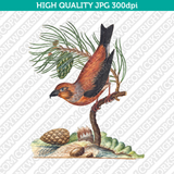 Retro Classic Vintage Printable Wall Art Watercolor Painting Botanical Pine Tree And Bird Plant