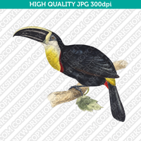 Classic Vintage Retro Printable Wall Art Painting Bird Toucan Digital Download
