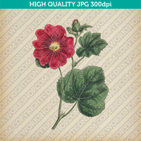 Retro Classic Vintage Printable Wall Art Watercolor Painting Botanical Alcea Rosea Hollyhock Flower Plant