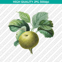Retro Classic Vintage Printable Wall Art Watercolor Painting Botanical Flower Green Apples With Leaves Plant