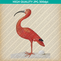 Retro Classic Vintage Printable Wall Art Watercolor Painting Animal Scarlet Ibis Bird Digital Download