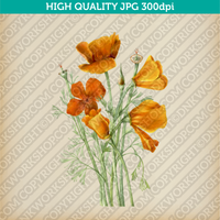 Retro Classic Vintage Printable Wall Art Watercolor Painting Botanical Flower California Poppies Golden Poppy California Sunlight Plant