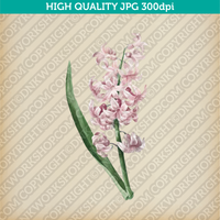 Retro Classic Vintage Printable Art Watercolor Painting Botanical Flower Pink Hyacinth Plant