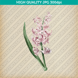 Retro Classic Vintage Printable Art Watercolor Painting Botanical Flower Pink Hyacinth Plant