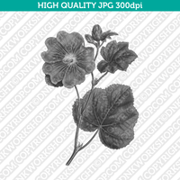 Retro Classic Vintage Printable Wall Art Watercolor Painting Botanical Alcea Rosea Hollyhock Flower Plant