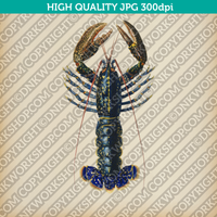 Classic Vintage Printable Wall Art Hand Drawn Painting Animal Crimson Crawfish Digital Download