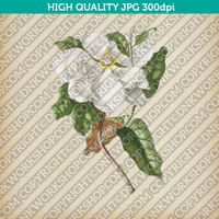 Classic Vintage Printable Wall Art Hand Drawn Painting Botanical Flower Magnolia Plant Digital Download