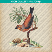 Retro Classic Vintage Printable Wall Art Watercolor Painting Botanical Pine Tree And Bird Plant