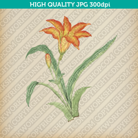 Classic Vintage Printable Wall Art Hand Drawn Watercolor Painting Botanical Tritonia Flower